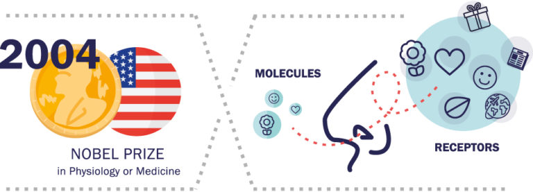 The Enigma Of Scent Brain Or Nose Iberchem