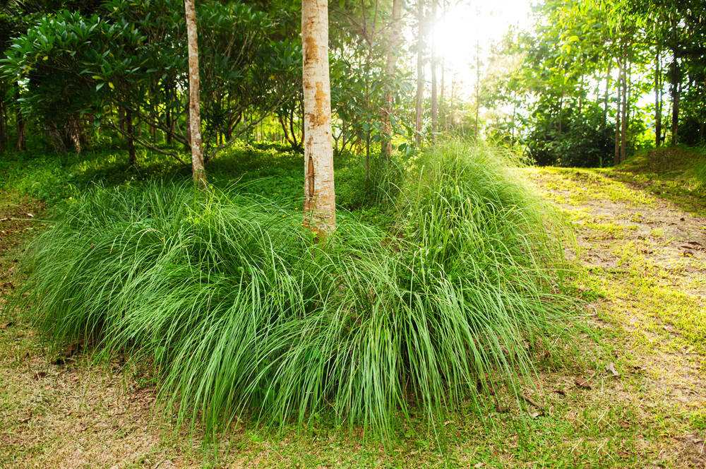 VETIVER