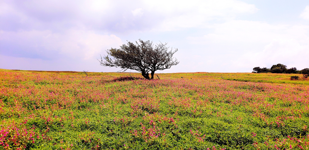 Kaas Plateau: Satara's Enchanting Blooms - KuchBhi