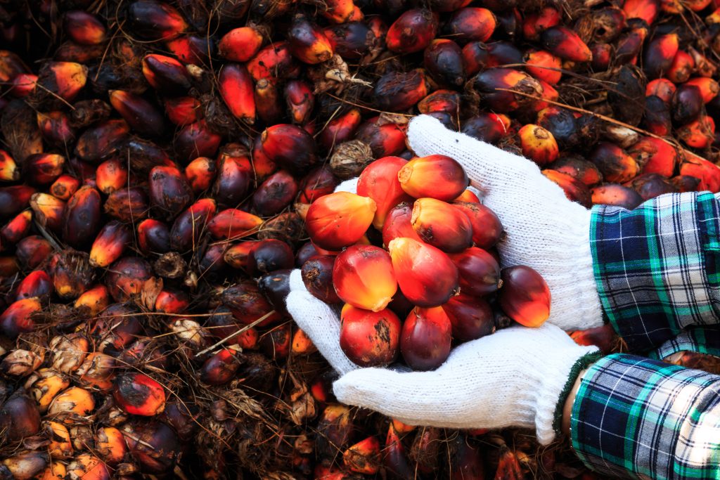Hands Holding Sustainable Palm Oil Seeds