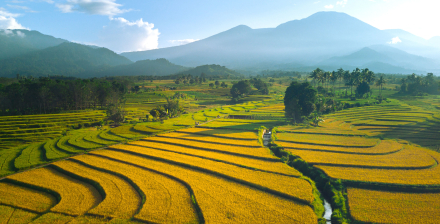 Iberchem Indonesia. Crop view - Vista de cultivos