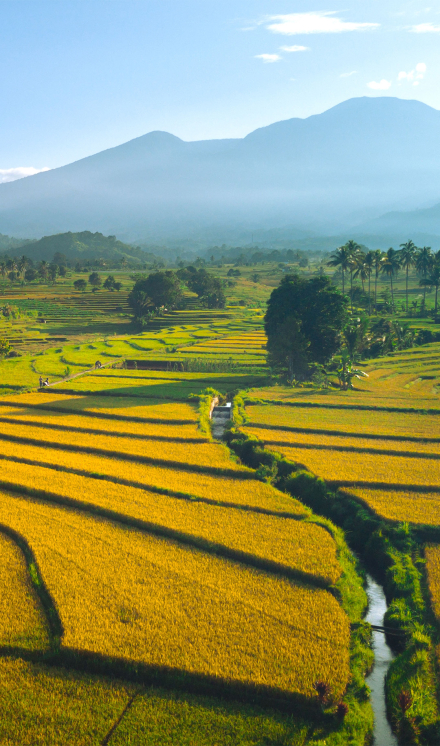 Iberchem Indonesia. Crop view - Vista de cultivos