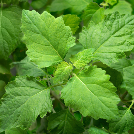 Patchouli plant - Planta de pachuli - Iberchem